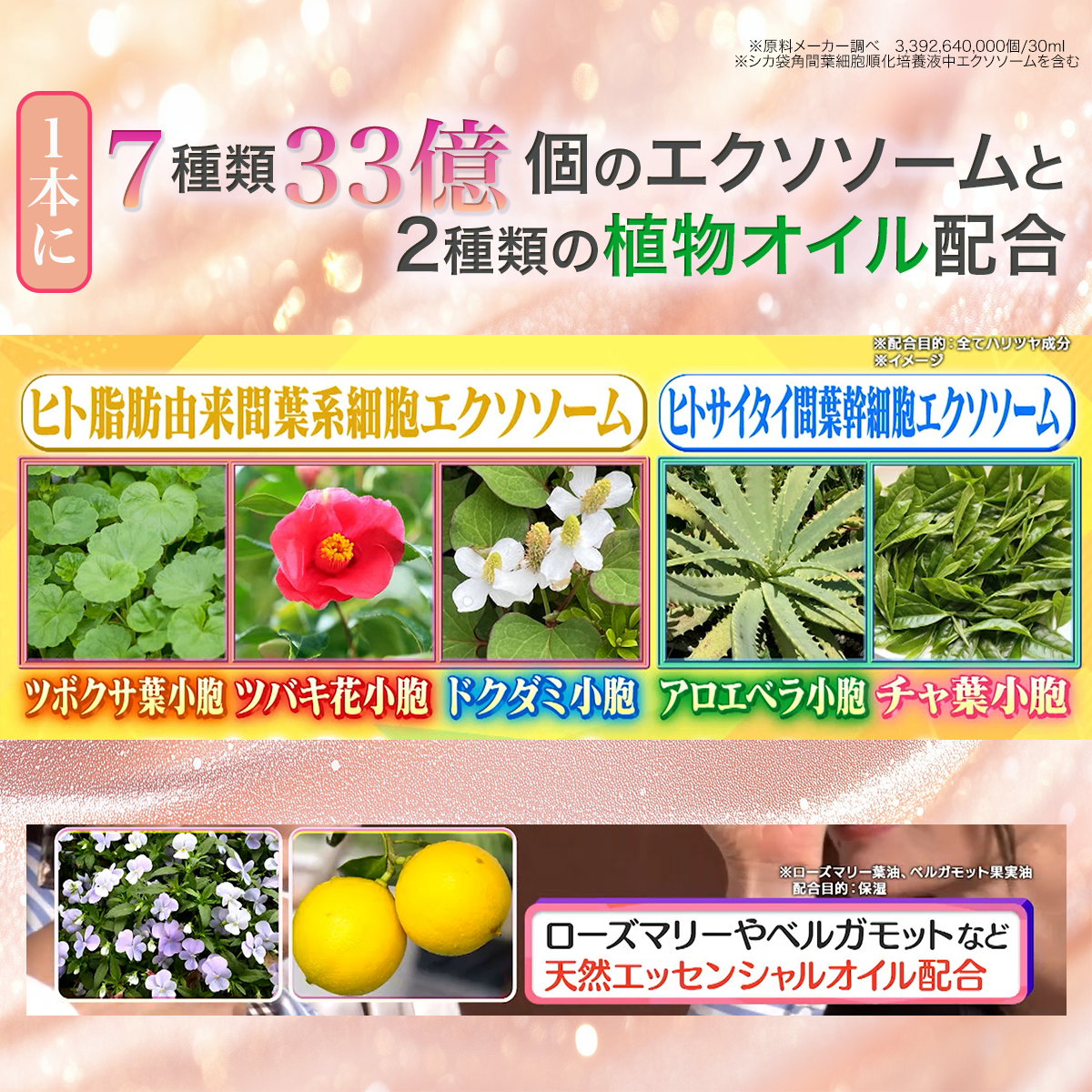 マチャミビューティーショッピング　テレ東